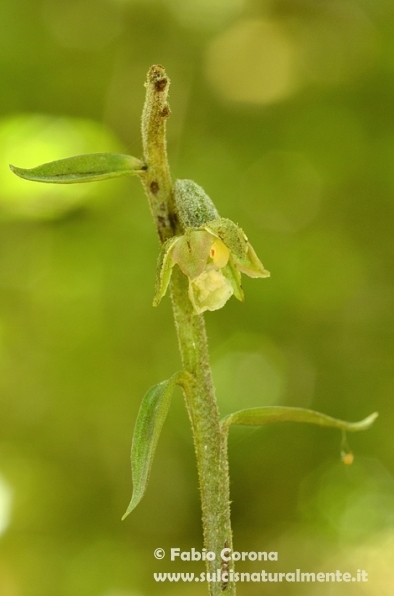 Primavera sulcitana